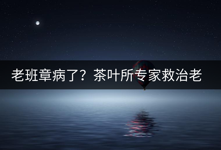 老班章病了？茶葉所專家救治老班章古茶樹