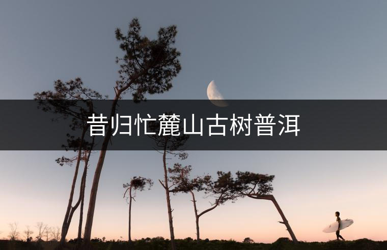 昔歸忙麓山古樹普洱 昔歸忙麓山古樹普洱