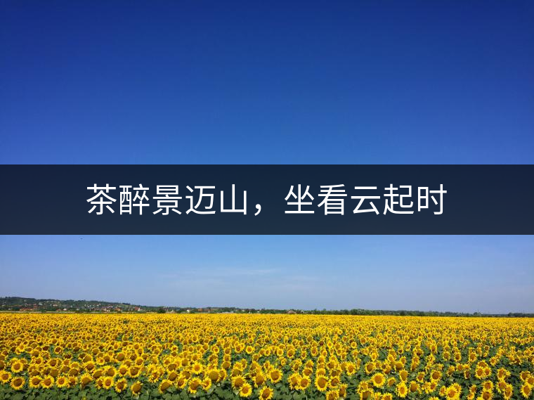 茶醉景邁山，坐看云起時(shí)