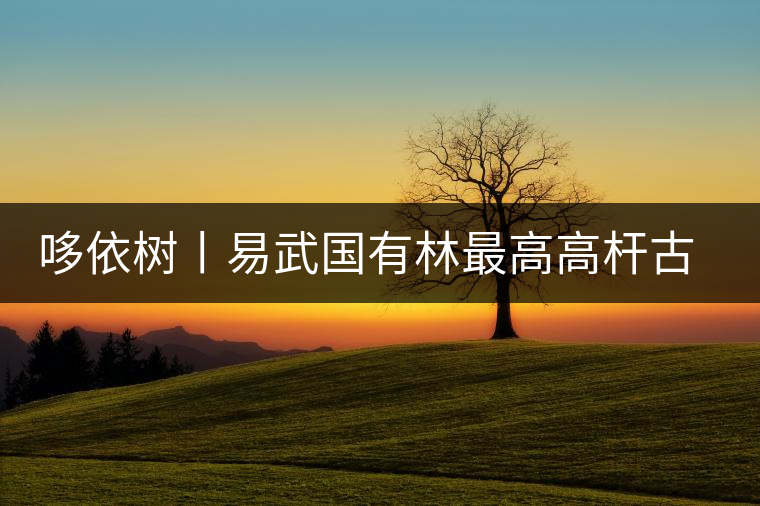 哆依樹(shù)丨易武國(guó)有林最高高桿古樹(shù) 哆依樹(shù)丨易武國(guó)有林最高高桿古樹(shù)