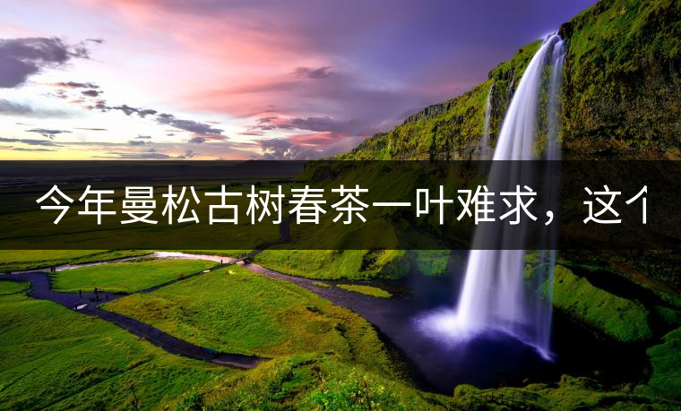 今年曼松古樹春茶一葉難求，這個鍋真不該茶商背!