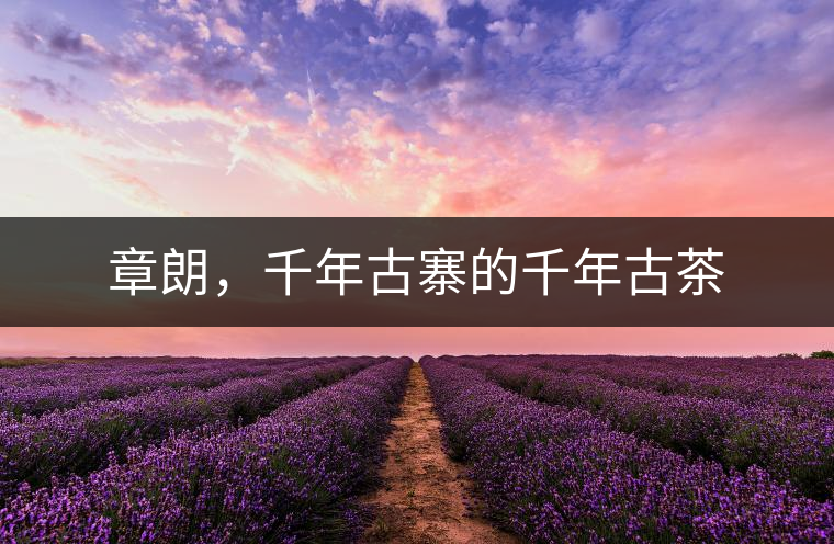 章朗，千年古寨的千年古茶