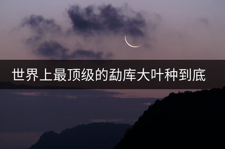 世界上最頂級(jí)的勐庫(kù)大葉種到底是什么？這篇文章講透了