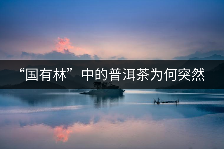 “國(guó)有林”中的普洱茶為何突然受追捧？