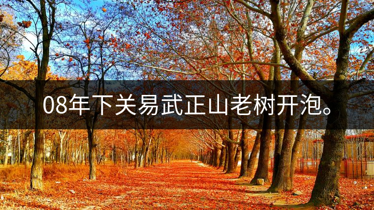 08年下關(guān)易武正山老樹開泡。