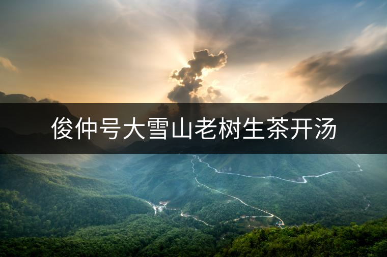 俊仲號(hào)大雪山老樹生茶開湯 俊仲號(hào)大雪山老樹生茶開湯