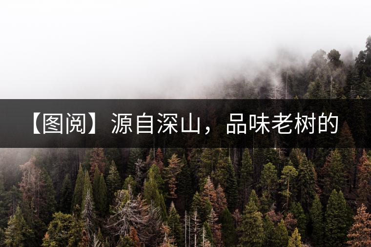 【圖閱】源自深山，品味老樹的味道