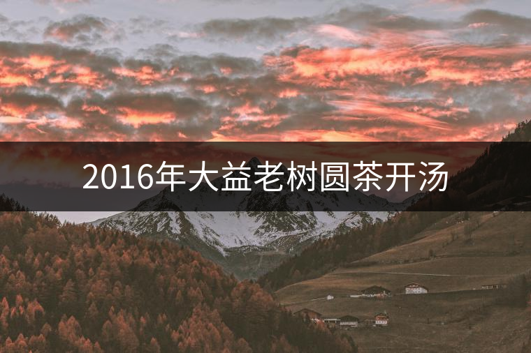 2016年大益老樹(shù)圓茶開(kāi)湯 2016年大益老樹(shù)圓茶開(kāi)湯