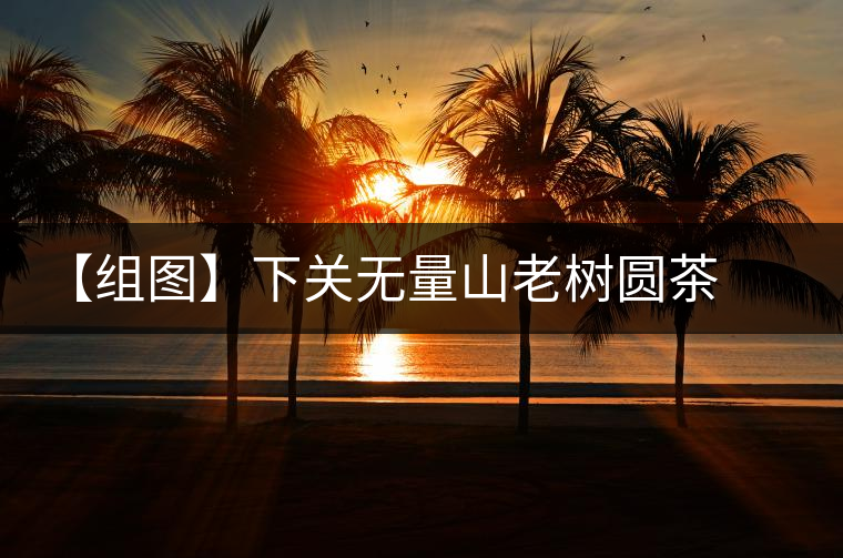 【組圖】下關(guān)無量山老樹圓茶開湯 【組圖】下關(guān)無量山老樹圓茶開湯