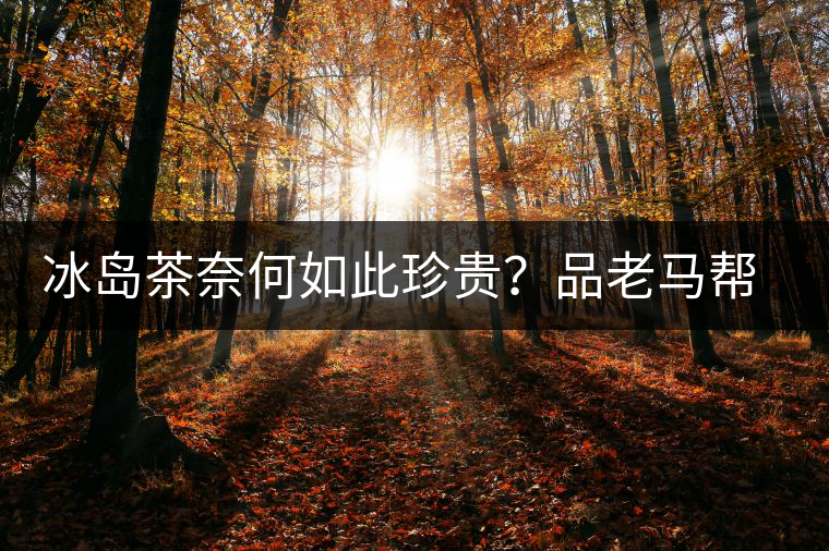 冰島茶奈何如此珍貴？品老馬幫之“冰島老寨”，答案在這里！