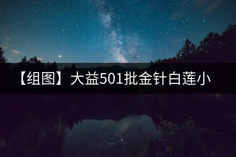 【組圖】大益501批金針白蓮小餅開湯 【組圖】大益501批金針白蓮小餅開湯