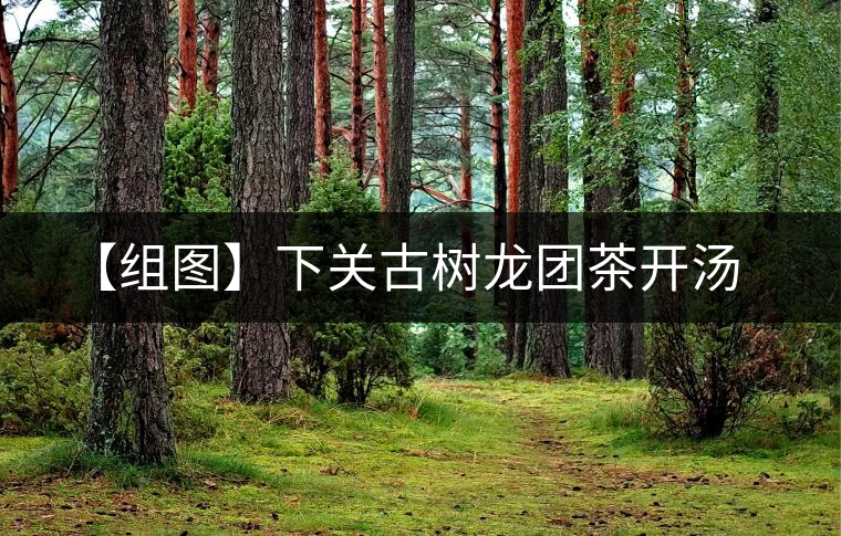 【組圖】下關(guān)古樹龍團茶開湯 【組圖】下關(guān)古樹龍團茶開湯