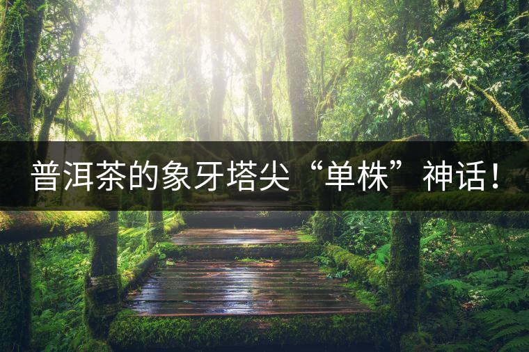 普洱茶的象牙塔尖“單株”神話(huà)! 普洱茶的象牙塔尖“單株”神話(huà)!