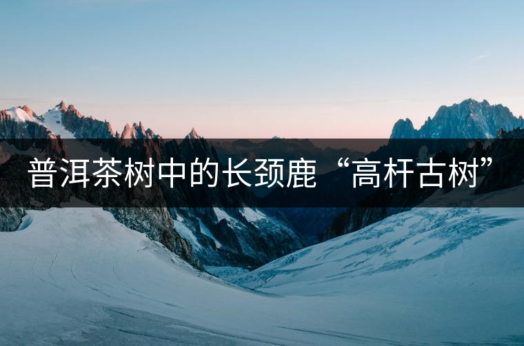 普洱茶樹(shù)中的長(zhǎng)頸鹿“高桿古樹(shù)”！