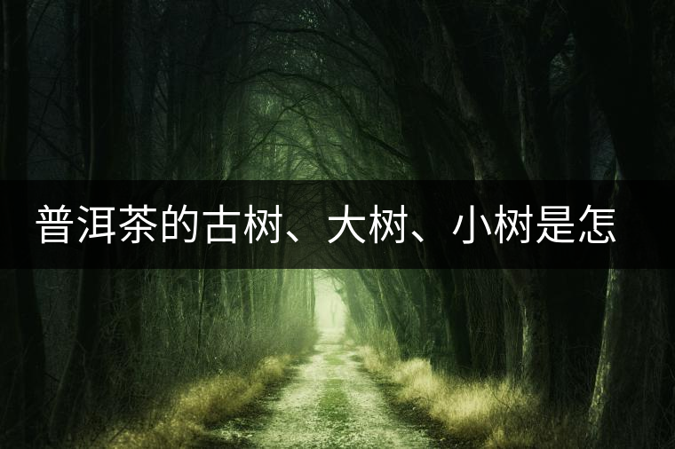 普洱茶的古樹、大樹、小樹是怎樣劃分的？