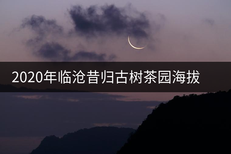 2020年臨滄昔歸古樹茶園海拔最低的古茶園 2020年臨滄昔歸古樹茶園海拔最低的古茶園