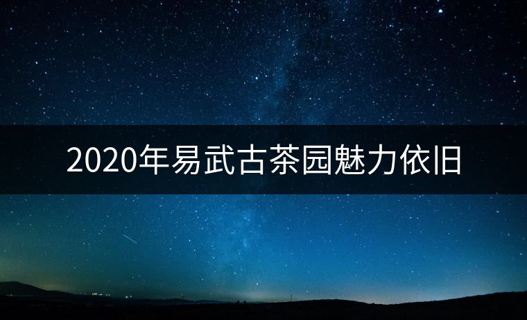2020年易武古茶園魅力依舊