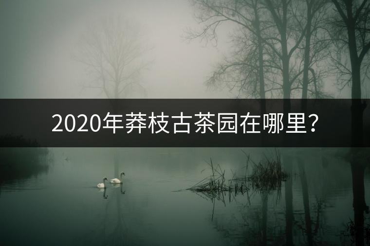 2020年莽枝古茶園在哪里？