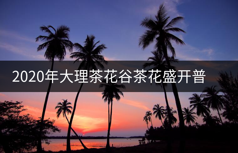 2020年大理茶花谷茶花盛開(kāi)普洱春茶歡迎大家打卡 2020年大理茶花谷茶花盛開(kāi)普洱春茶歡迎大家打卡