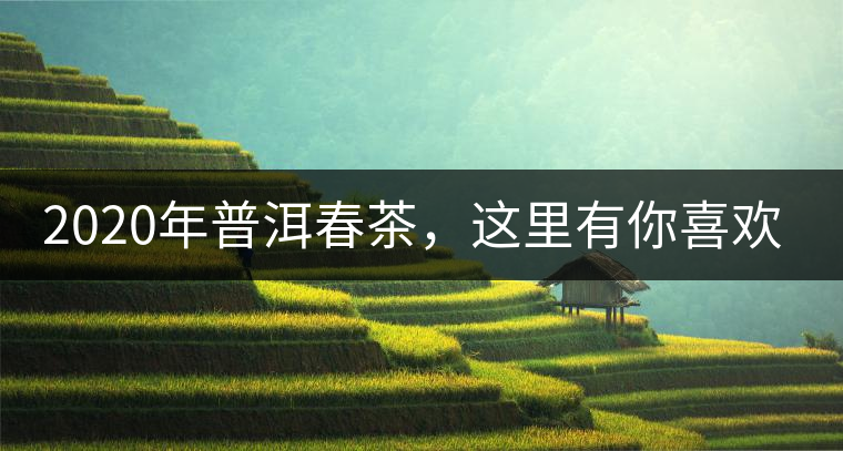 2020年普洱春茶，這里有你喜歡的山頭嗎？