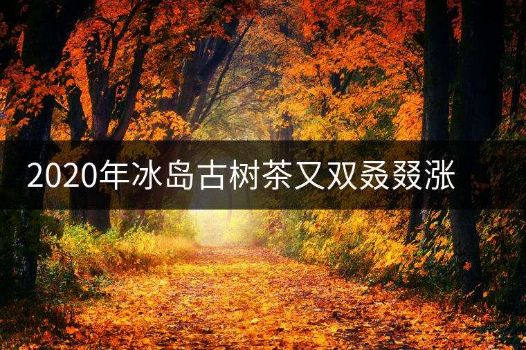 2020年冰島古樹茶又雙叒叕漲價了，今年的普洱春茶準(zhǔn)備你下手嗎