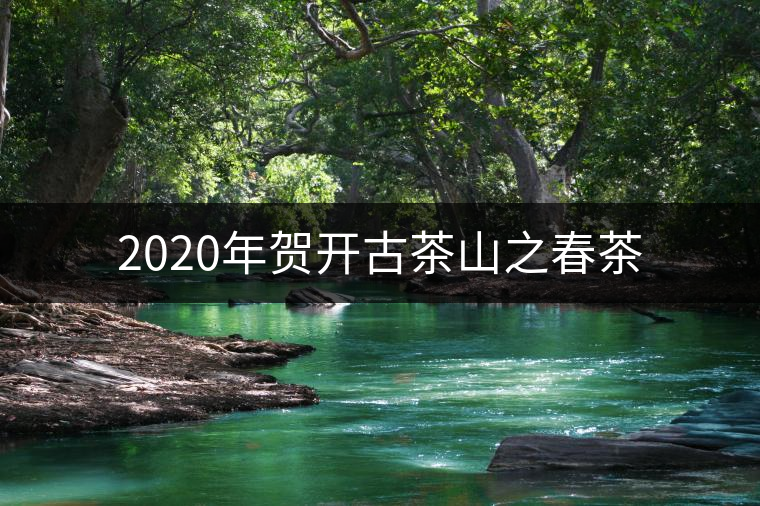 2020年賀開(kāi)古茶山之春茶 2020年賀開(kāi)古茶山之春茶