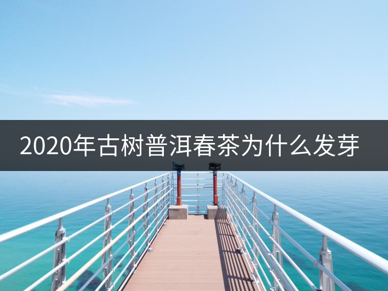 2020年古樹(shù)普洱春茶為什么發(fā)芽較晚？