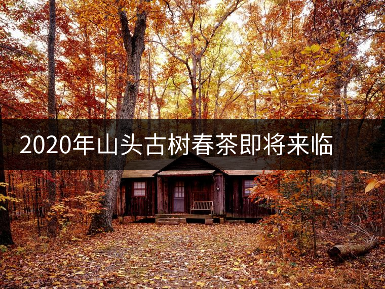 2020年山頭古樹春茶即將來臨，開啟山頭茶的既然是它