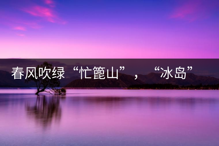 春風吹綠“忙篦山”，“冰島”“老寨”春茶香