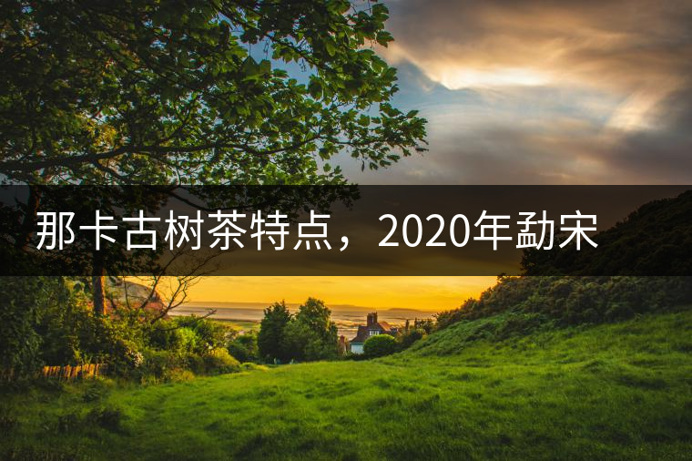 那卡古樹茶特點，2020年勐宋茶區(qū)保塘普洱茶口感