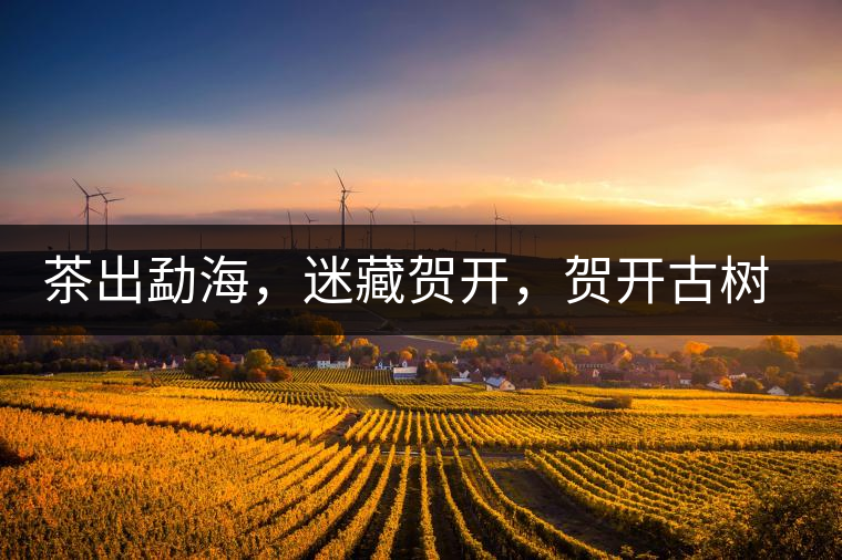 茶出勐海，迷藏賀開，賀開古樹普洱茶