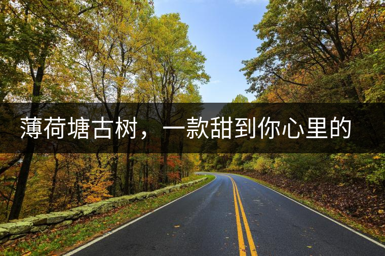 薄荷塘古樹，一款甜到你心里的普洱茶