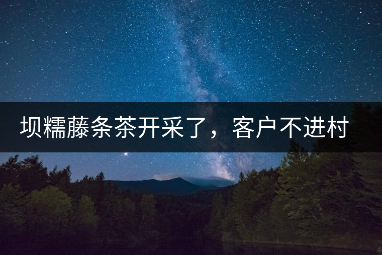 壩糯藤條茶開采了，客戶不進(jìn)村，村民怎么賣茶？