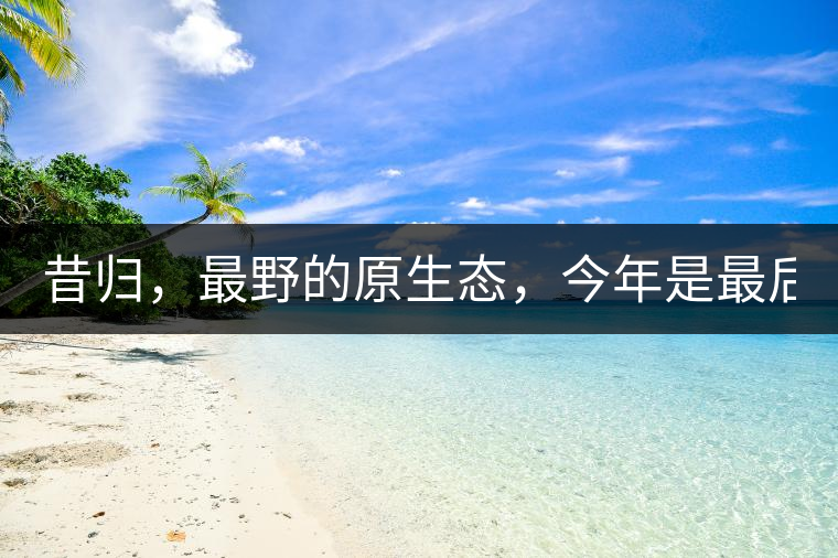 昔歸，最野的原生態(tài)，今年是最后一年了！