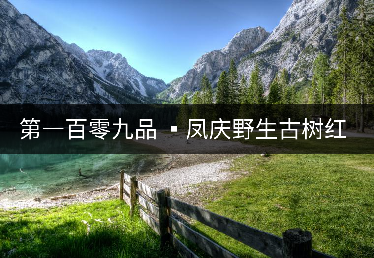 第一百零九品 ?鳳慶野生古樹(shù)紅茶 第一百零九品 ?鳳慶野生古樹(shù)紅茶