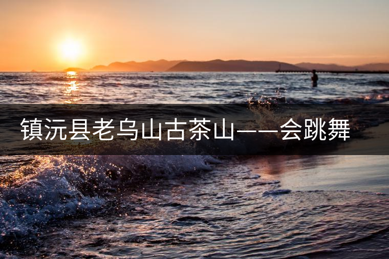 鎮(zhèn)沅縣老烏山古茶山——會(huì)跳舞的古茶樹(shù)