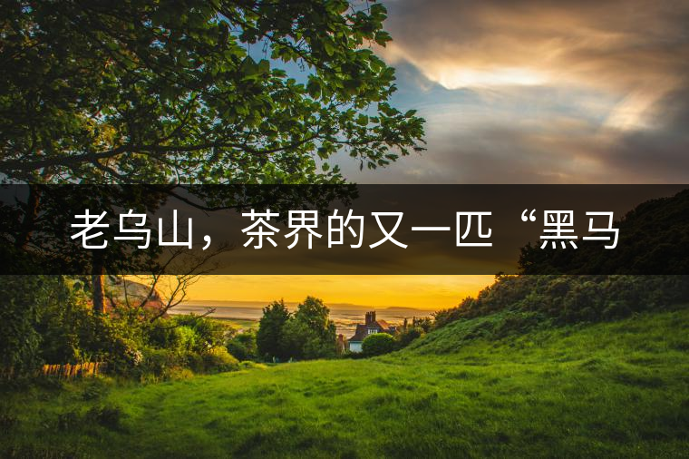 老烏山，茶界的又一匹“黑馬