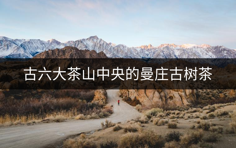 古六大茶山中央的曼莊古樹茶