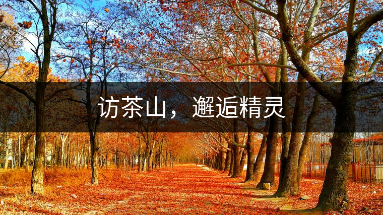 訪茶山，邂逅精靈