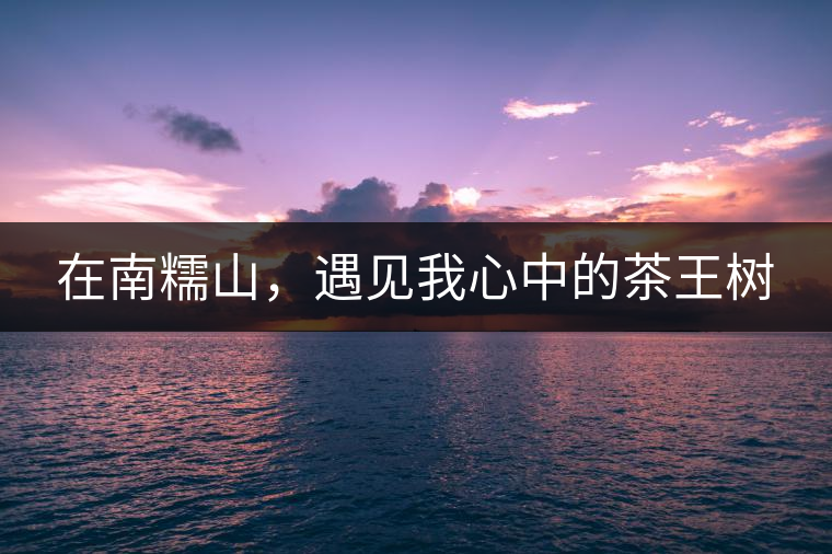 在南糯山，遇見我心中的茶王樹
