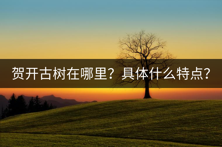 賀開古樹在哪里？具體什么特點(diǎn)？