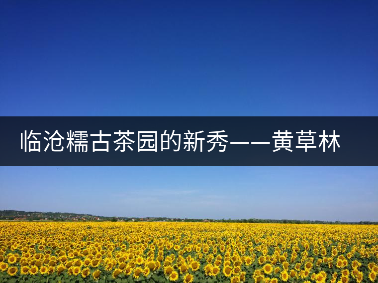 臨滄糯古茶園的新秀——黃草林古樹茶特點(diǎn)介紹