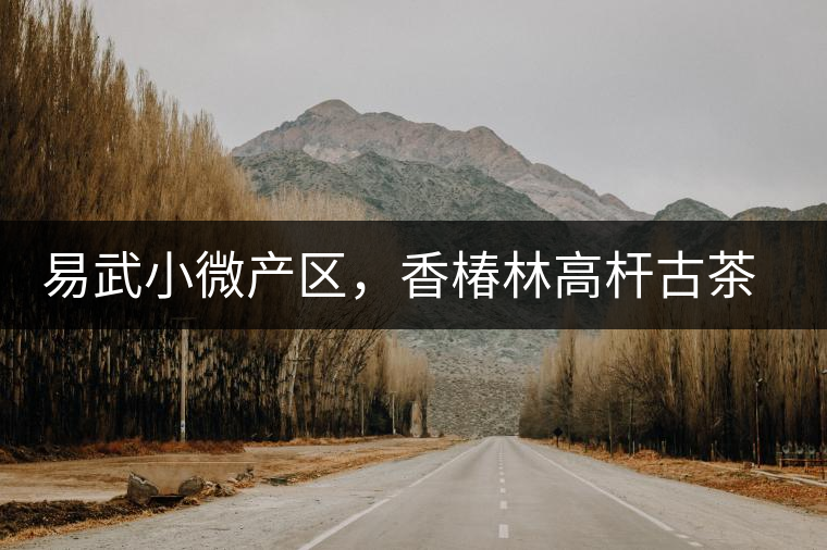 易武小微產(chǎn)區(qū)，香椿林高桿古茶園特點介紹