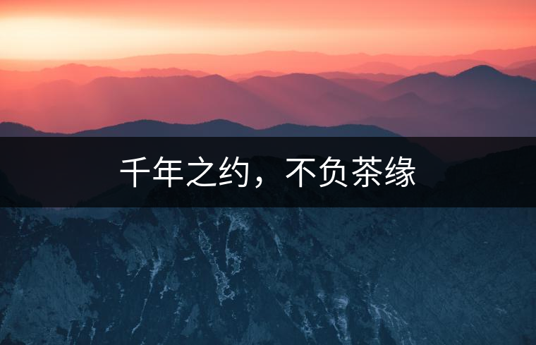 千年之約，不負(fù)茶緣