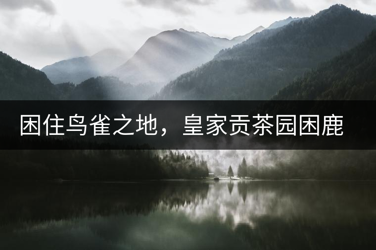 困住鳥(niǎo)雀之地，皇家貢茶園困鹿山古樹(shù)茶