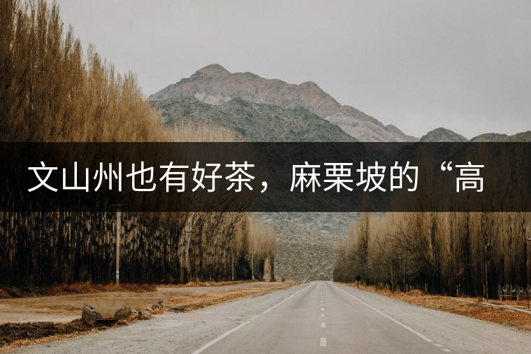 文山州也有好茶，麻栗坡的“高朋”古樹茶