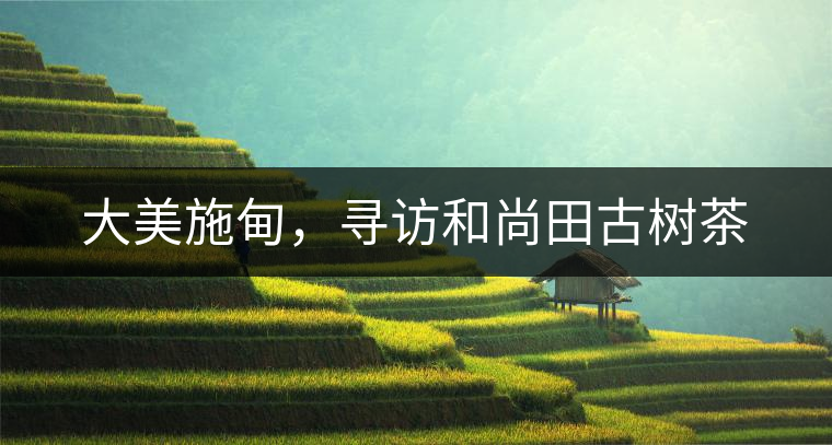 大美施甸，尋訪和尚田古樹茶