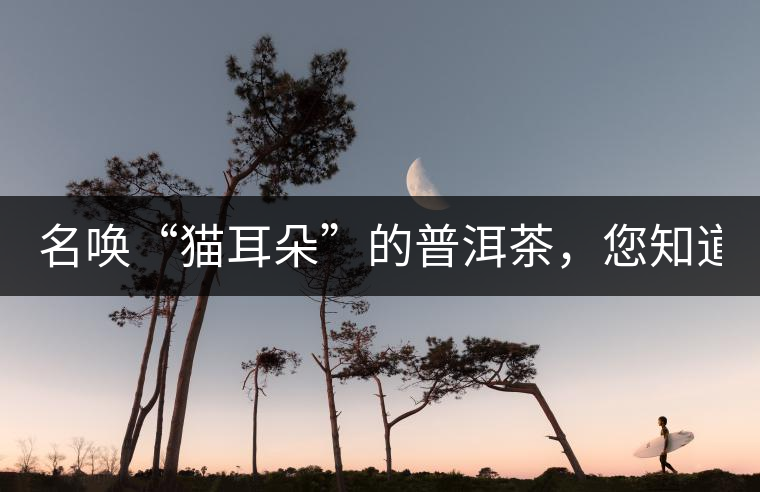 名喚“貓耳朵”的普洱茶，您知道嗎、
