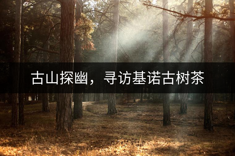 古山探幽，尋訪基諾古樹茶