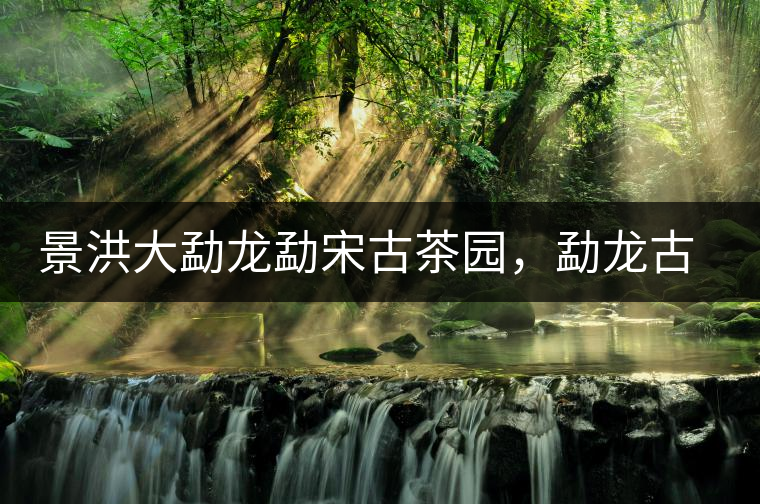 景洪大勐龍勐宋古茶園，勐龍古樹茶分布